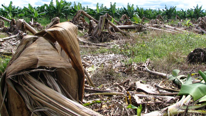 Banana Tree Shredder Machine, Banana Trunk Shredder Machine, Banana Tree Crusher, Banana Trunk Crusher