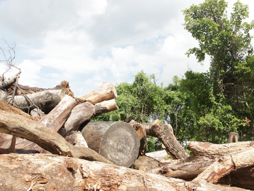 Industrial Tree Stump Root Branches Shredder Machine